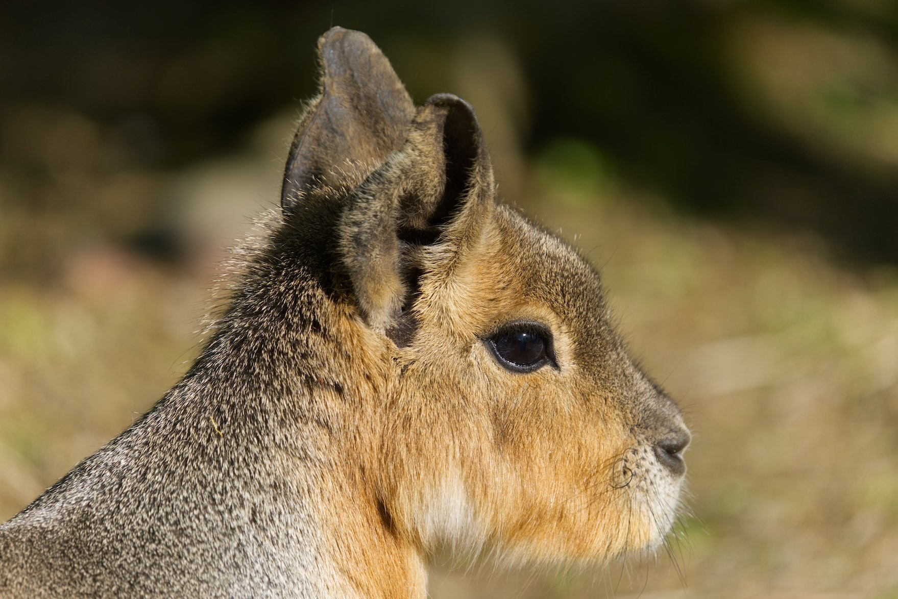 Mara 0503